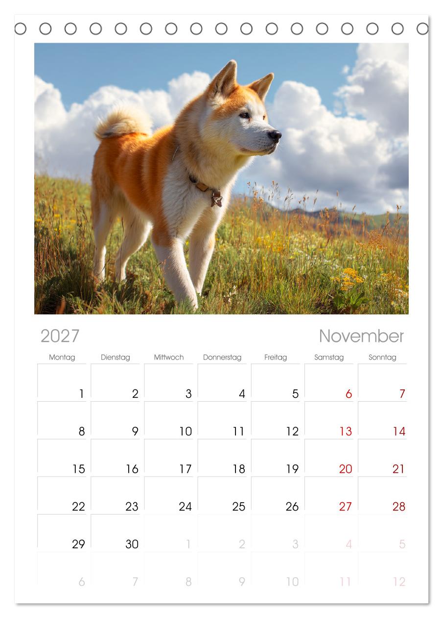 Akita Inu in der Natur. Japans edle und sanfte Schönheit