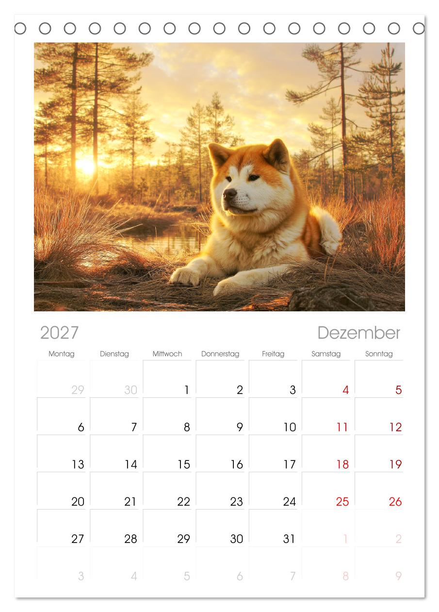 Akita Inu in der Natur. Japans edle und sanfte Schönheit