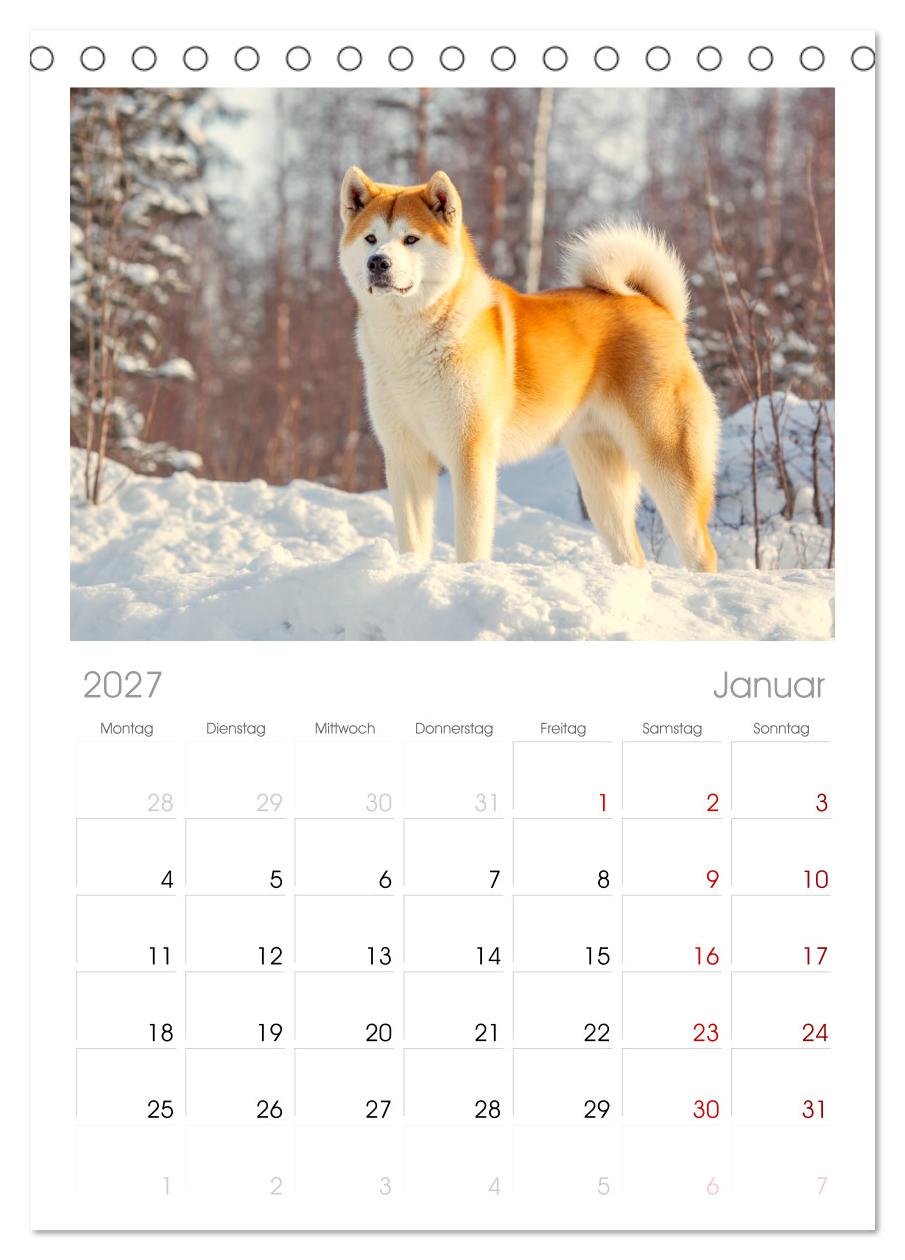 Akita Inu in der Natur. Japans edle und sanfte Schönheit