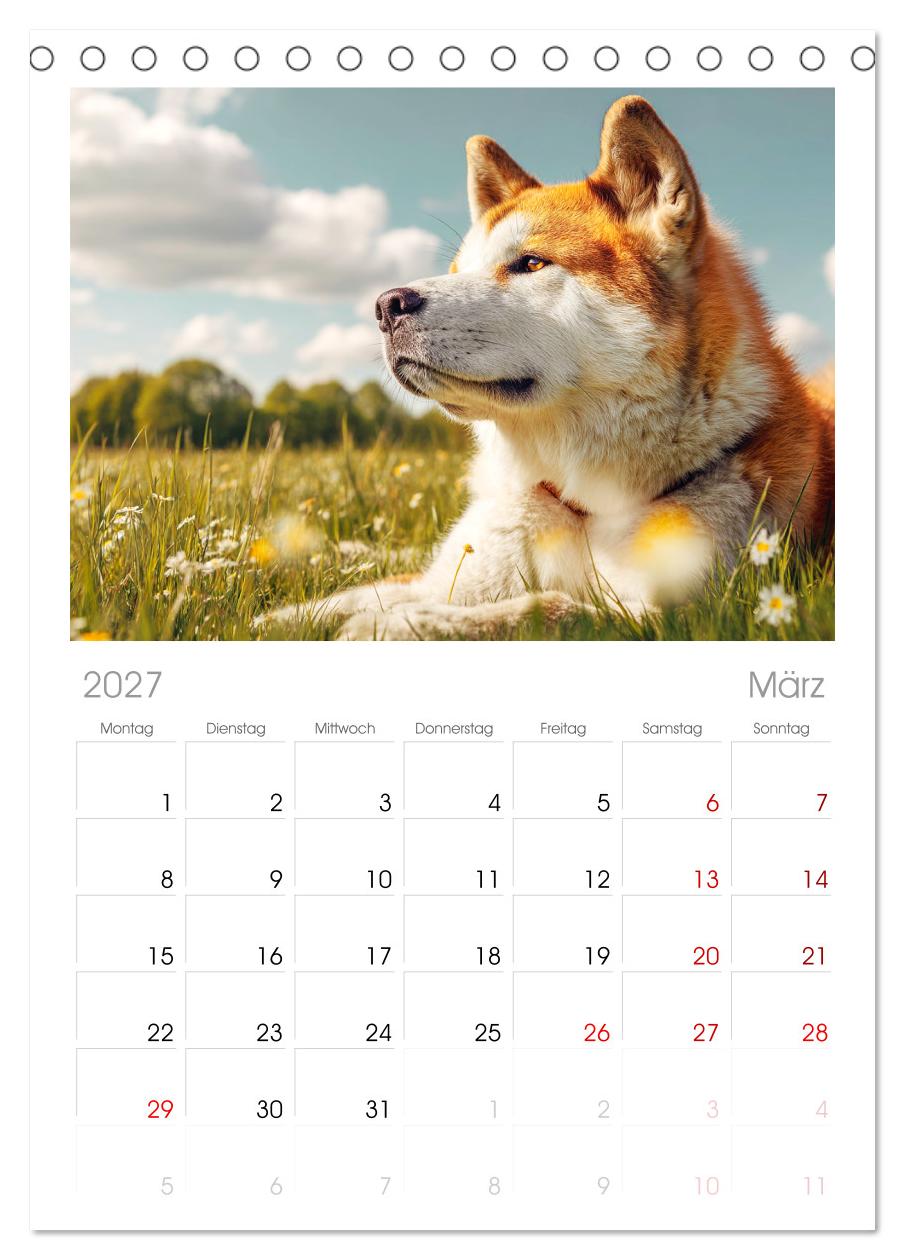 Akita Inu in der Natur. Japans edle und sanfte Schönheit