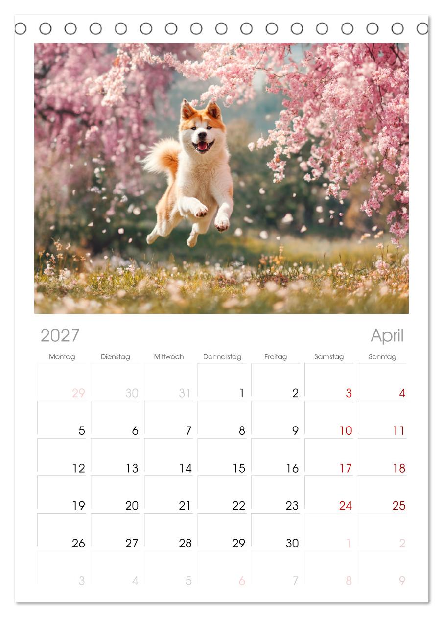 Akita Inu in der Natur. Japans edle und sanfte Schönheit