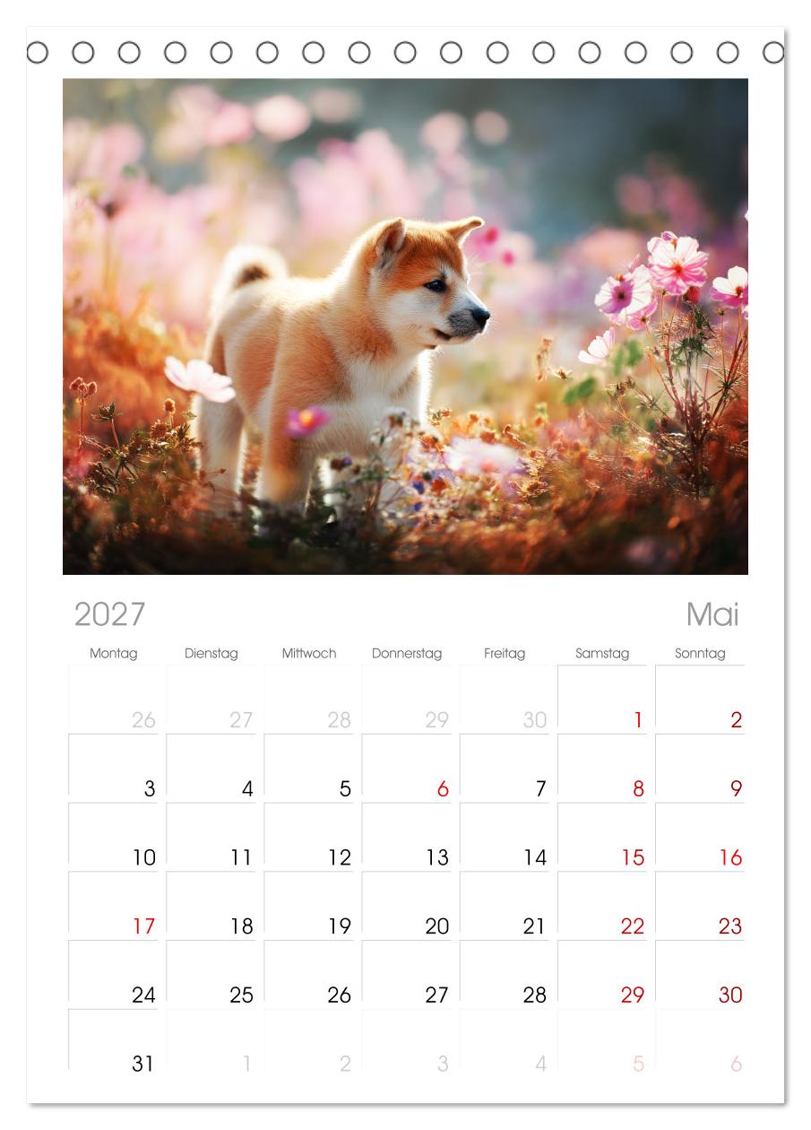 Akita Inu in der Natur. Japans edle und sanfte Schönheit