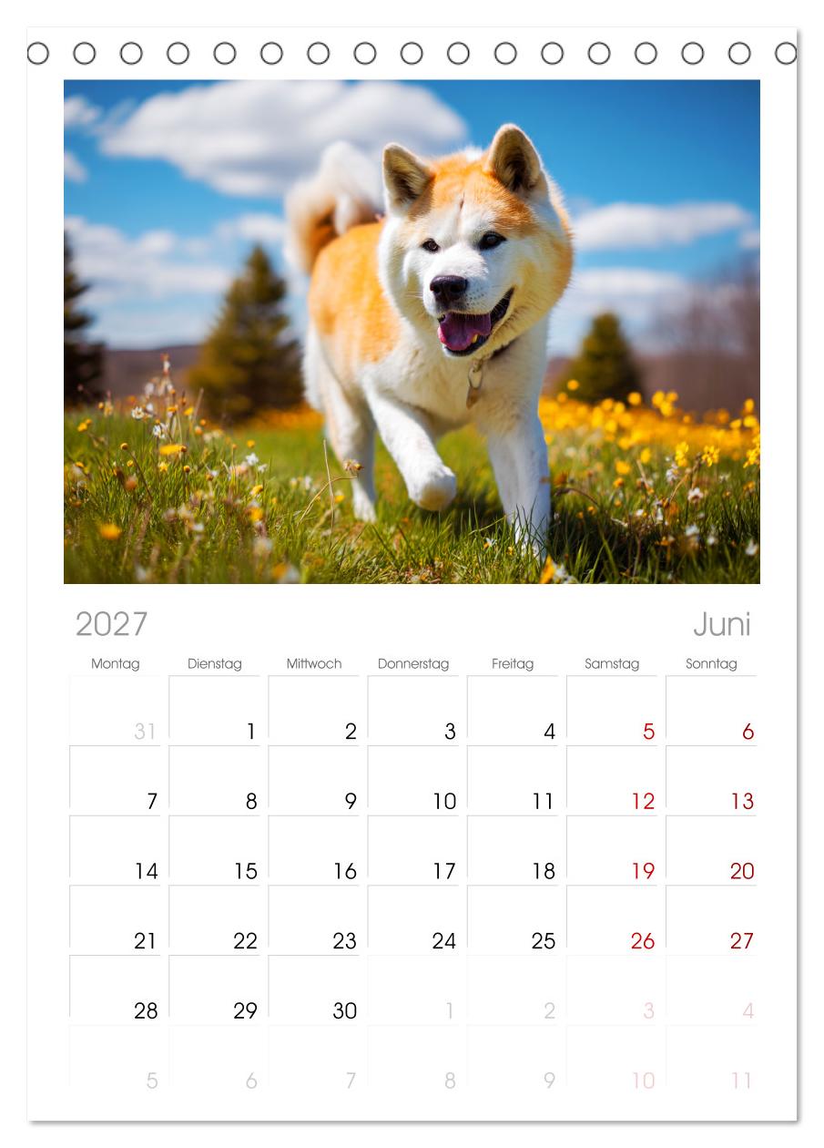 Akita Inu in der Natur. Japans edle und sanfte Schönheit