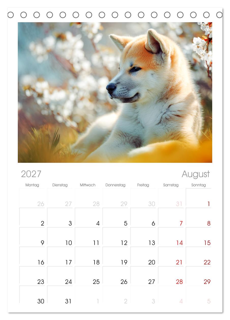 Akita Inu in der Natur. Japans edle und sanfte Schönheit