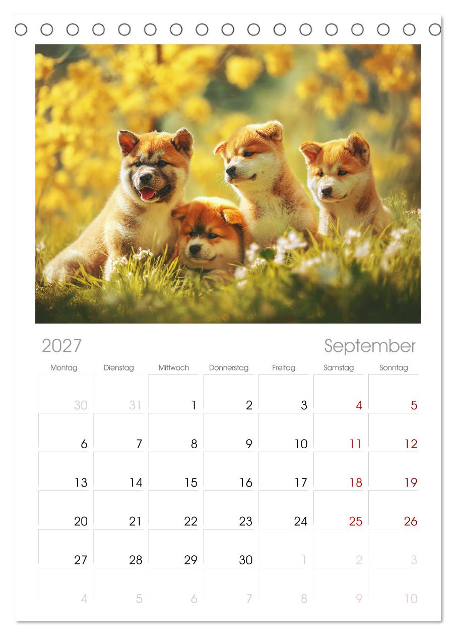 Akita Inu in der Natur. Japans edle und sanfte Schönheit