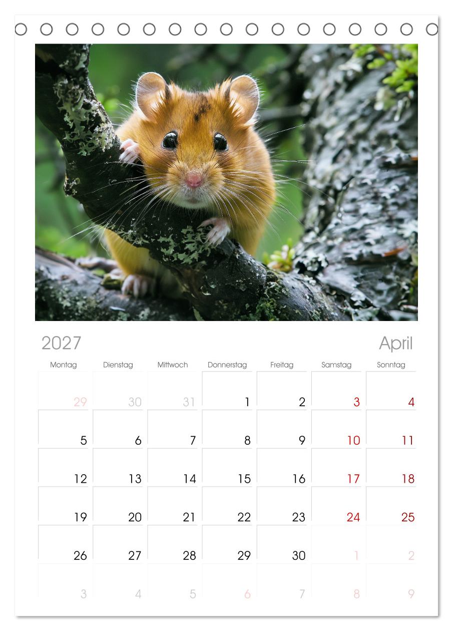 Wild und flauschig -  Hamster - Abenteuer in freier Natur