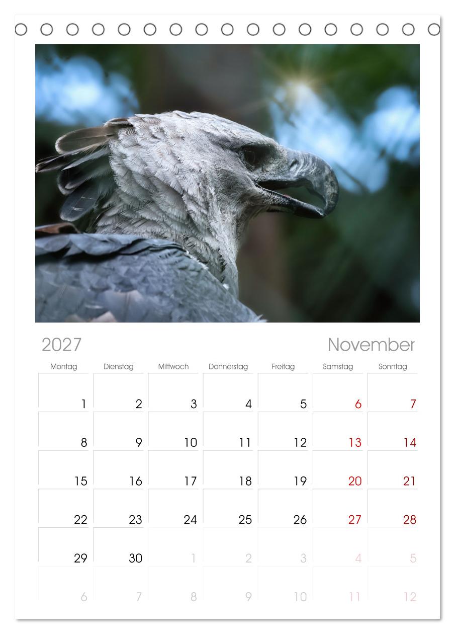 Imposante Vogelporträts