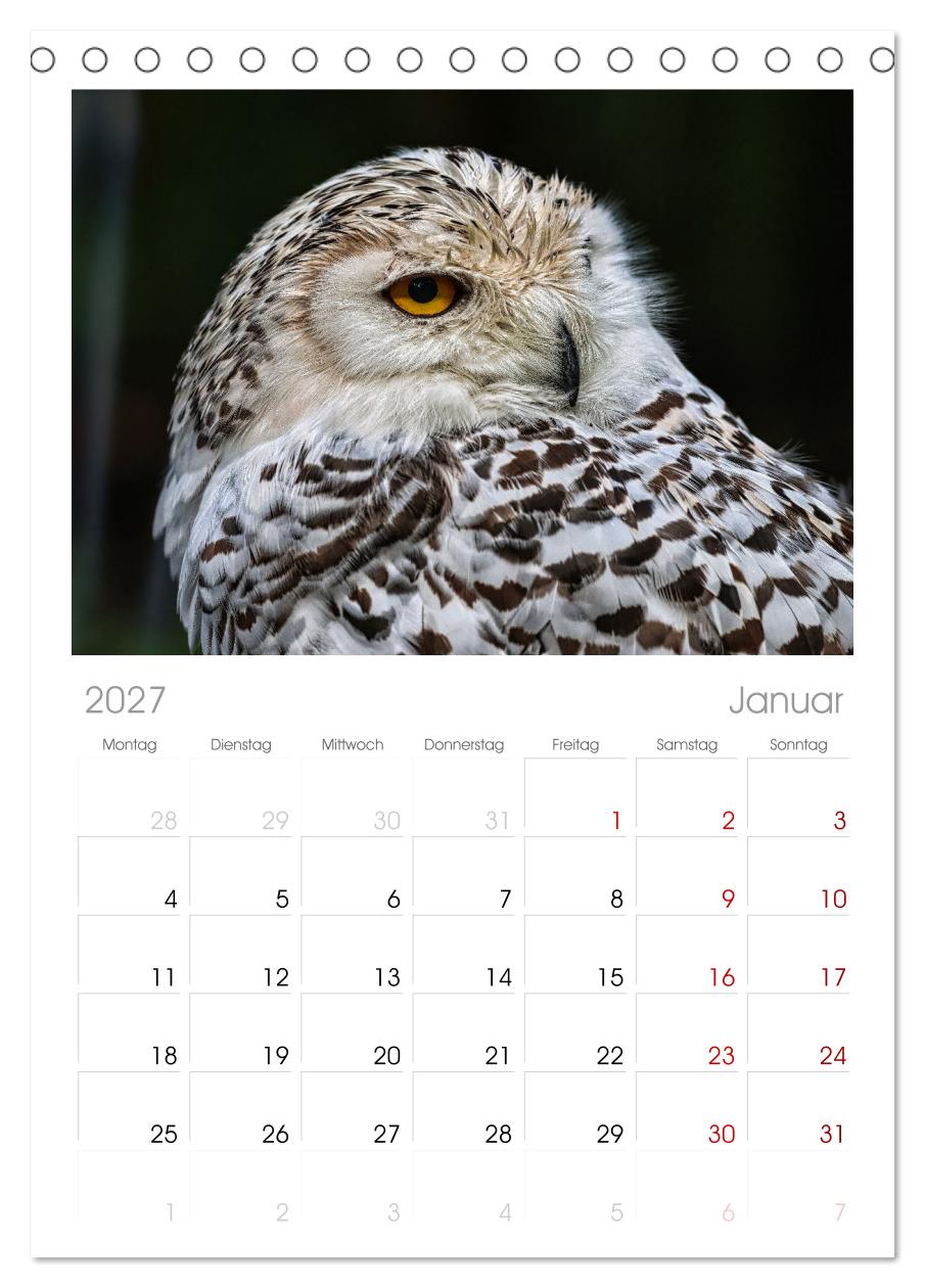 Imposante Vogelporträts