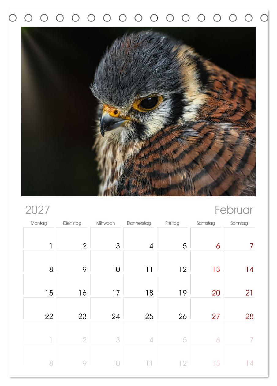 Imposante Vogelporträts