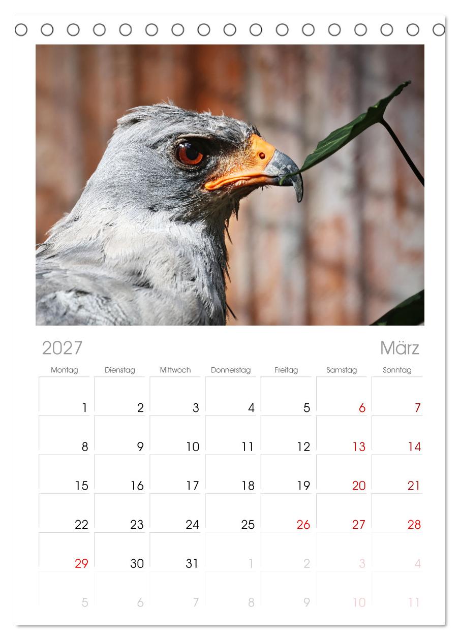 Imposante Vogelporträts