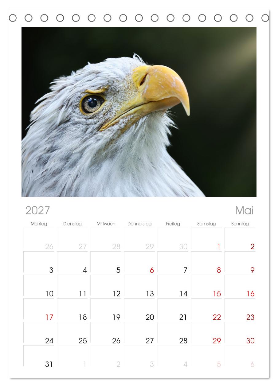 Imposante Vogelporträts
