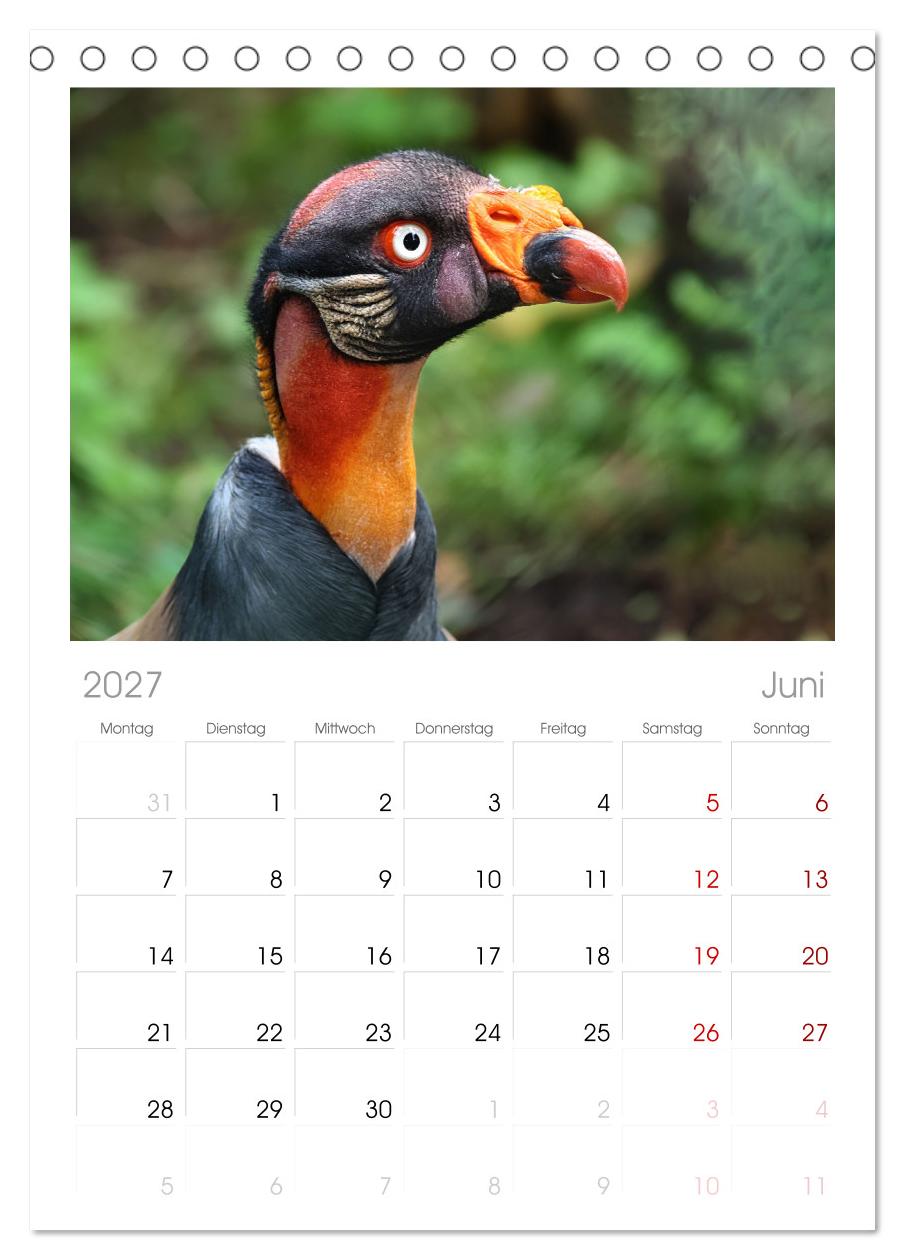 Imposante Vogelporträts