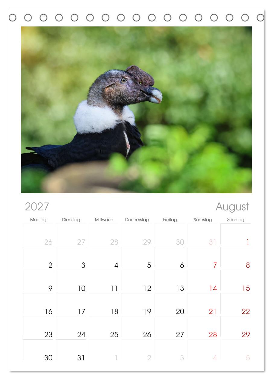 Imposante Vogelporträts