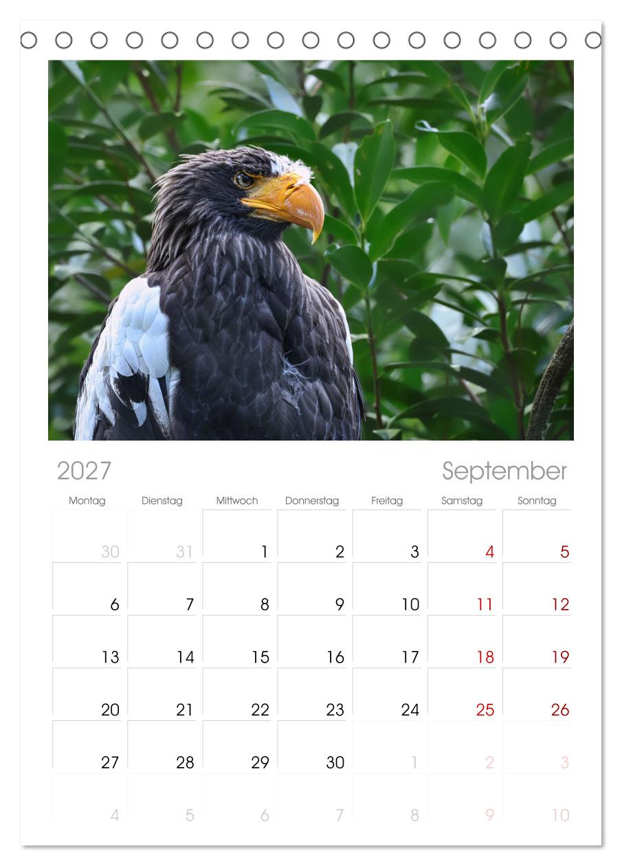 Imposante Vogelporträts