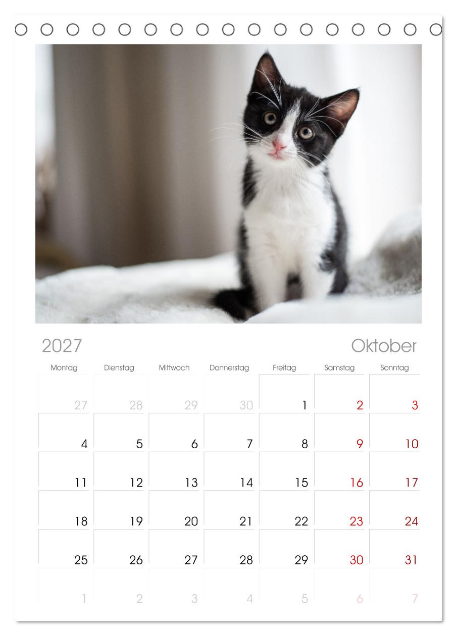Kitten auf Entdeckungsreise