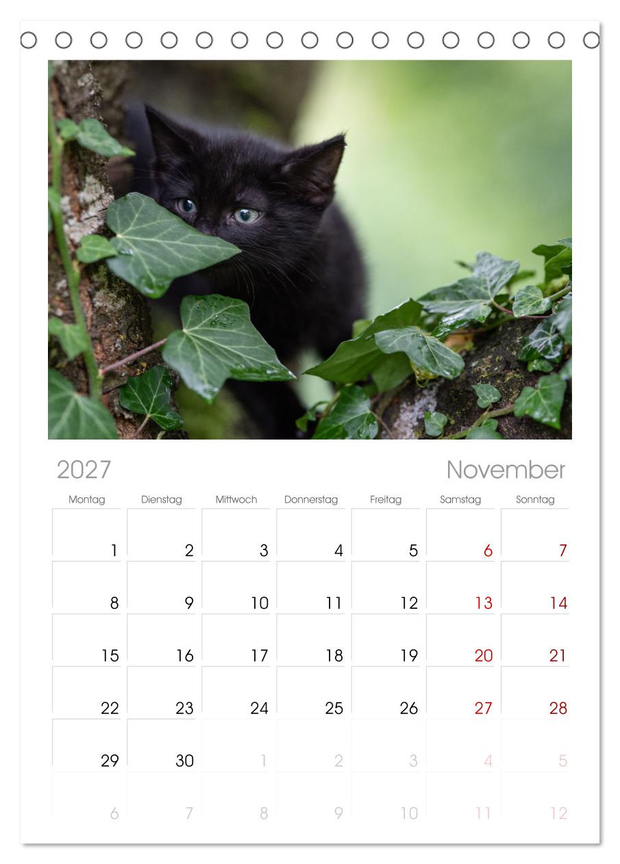 Kitten auf Entdeckungsreise