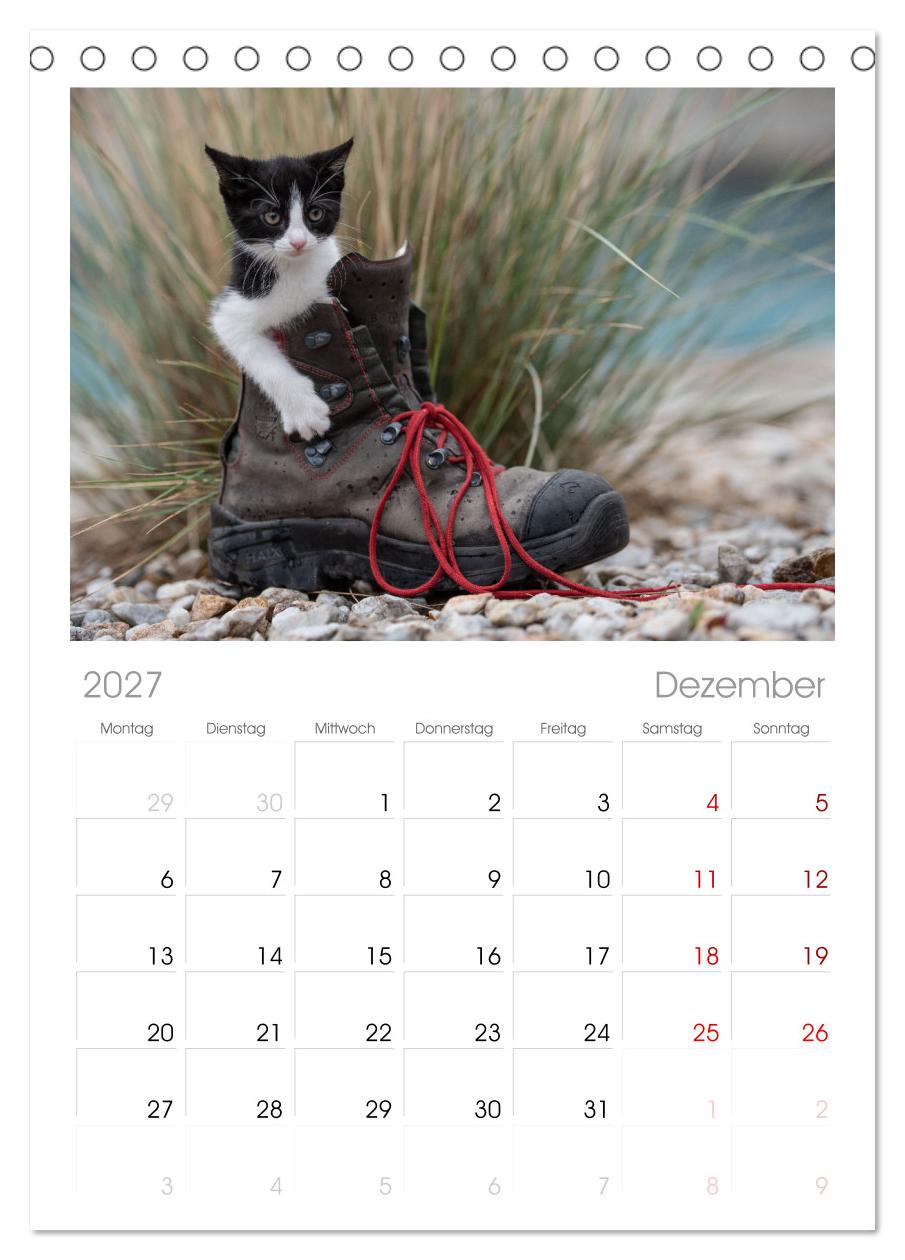 Kitten auf Entdeckungsreise