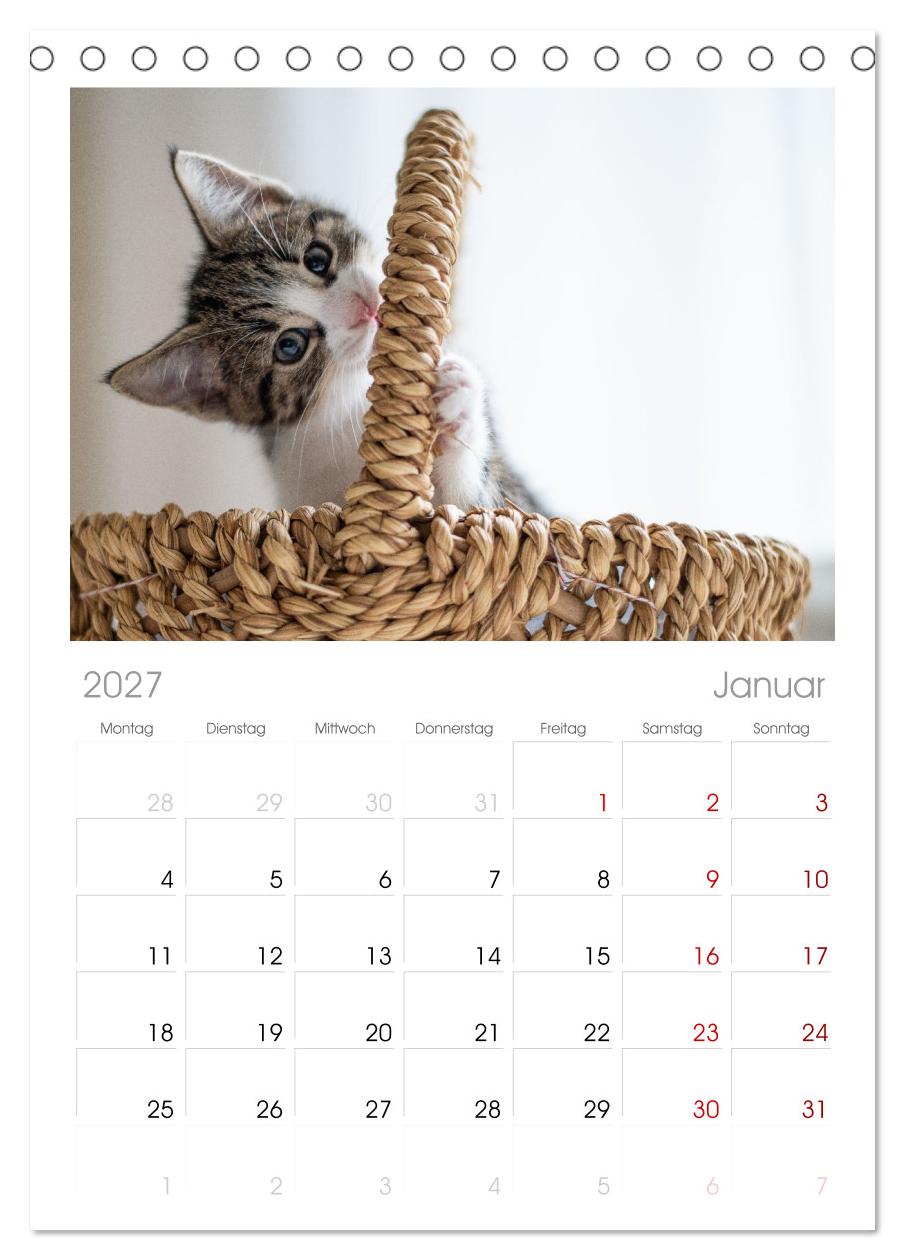 Kitten auf Entdeckungsreise