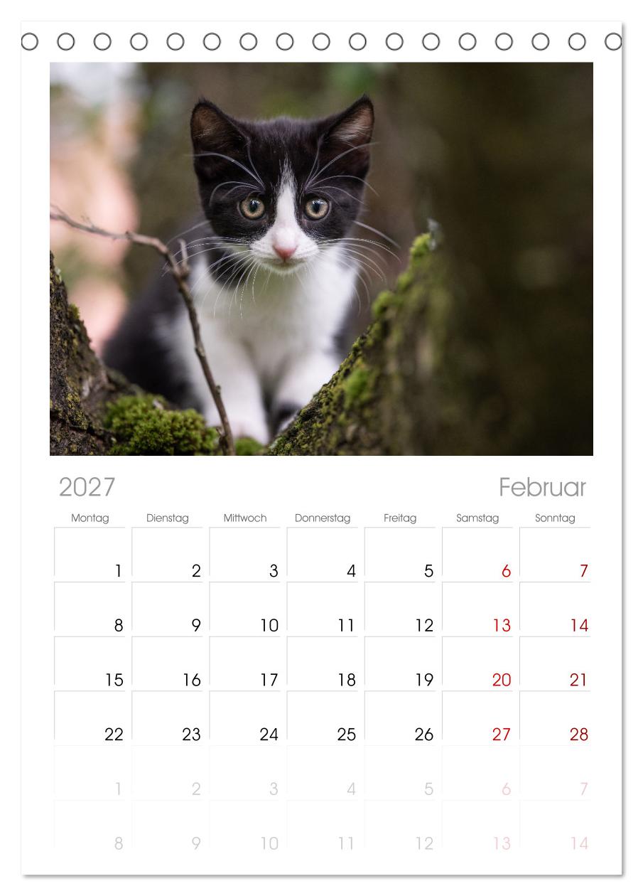Kitten auf Entdeckungsreise