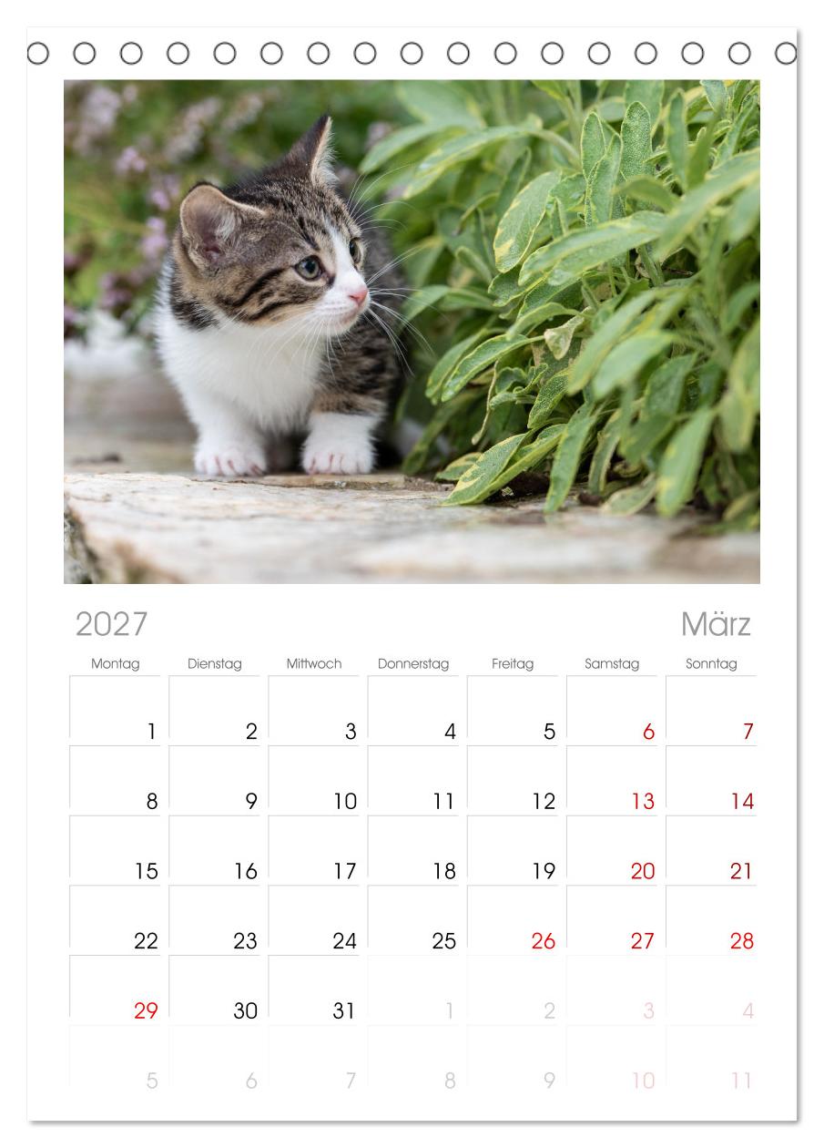Kitten auf Entdeckungsreise