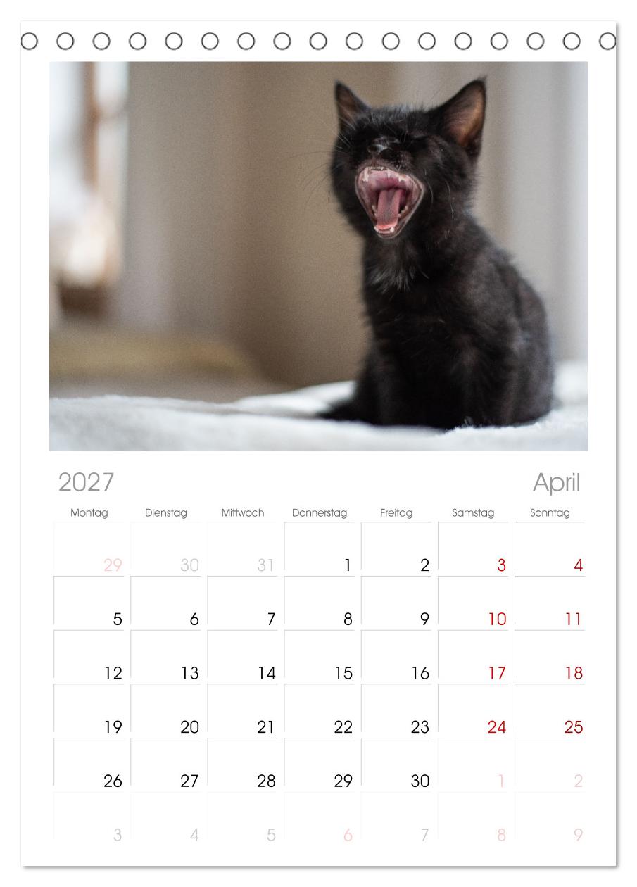 Kitten auf Entdeckungsreise