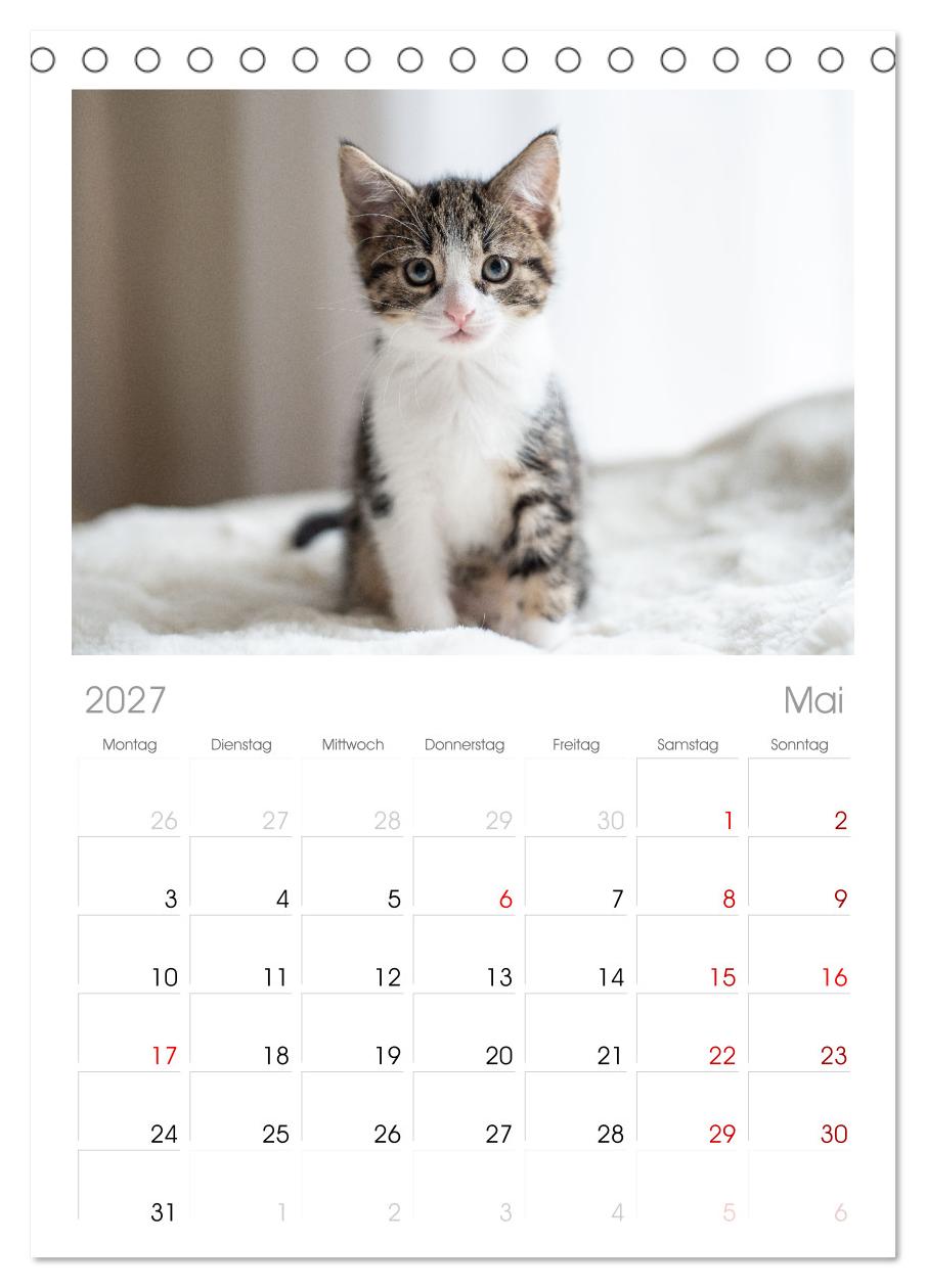 Kitten auf Entdeckungsreise