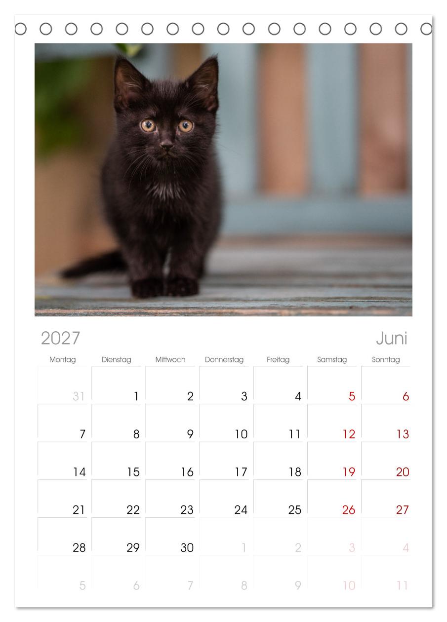 Kitten auf Entdeckungsreise