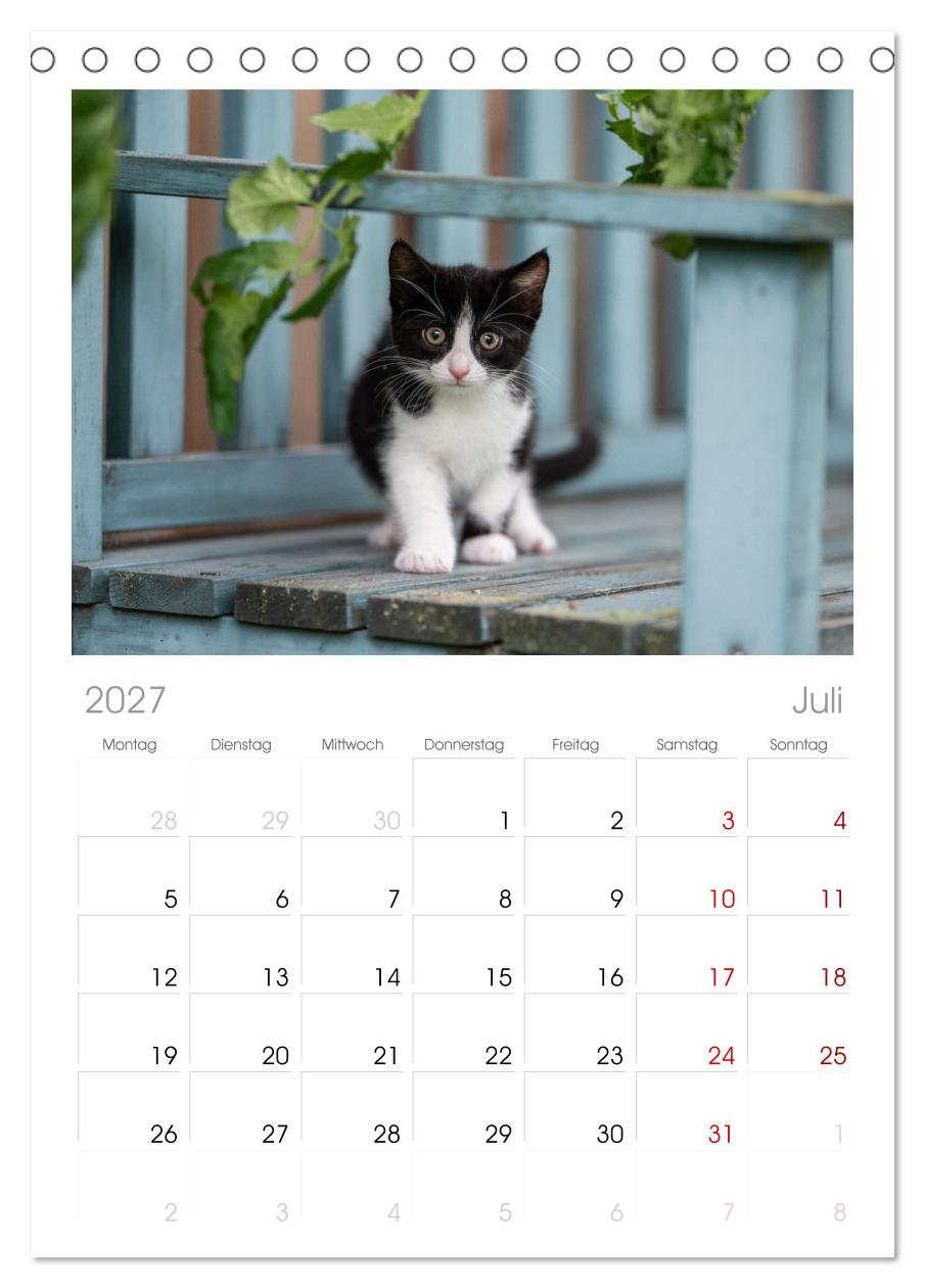 Kitten auf Entdeckungsreise
