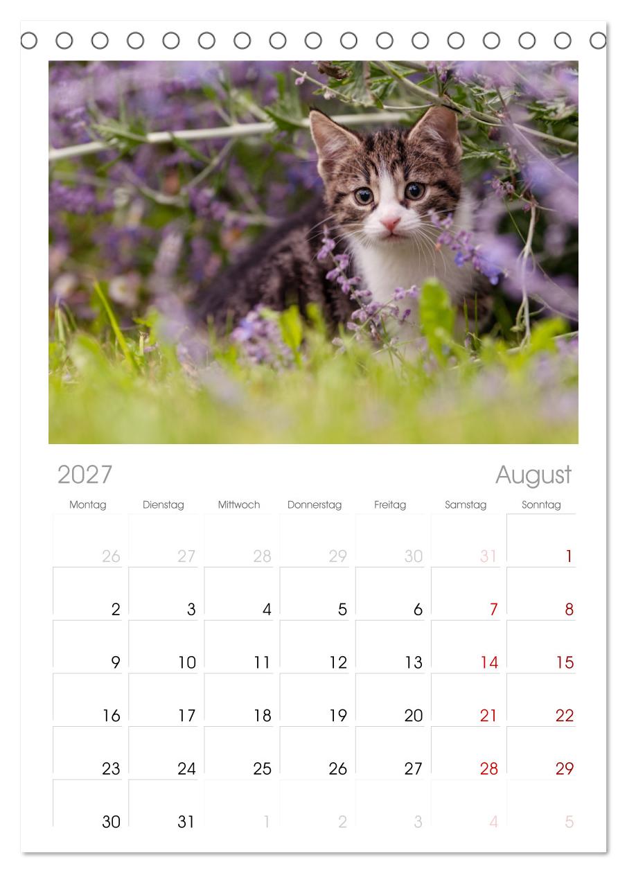 Kitten auf Entdeckungsreise