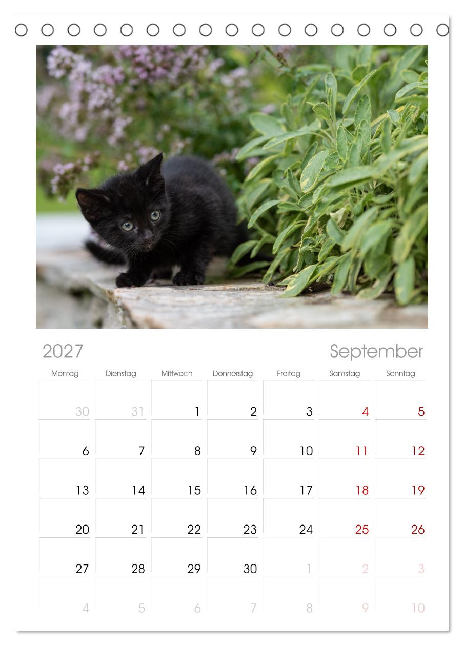 Kitten auf Entdeckungsreise