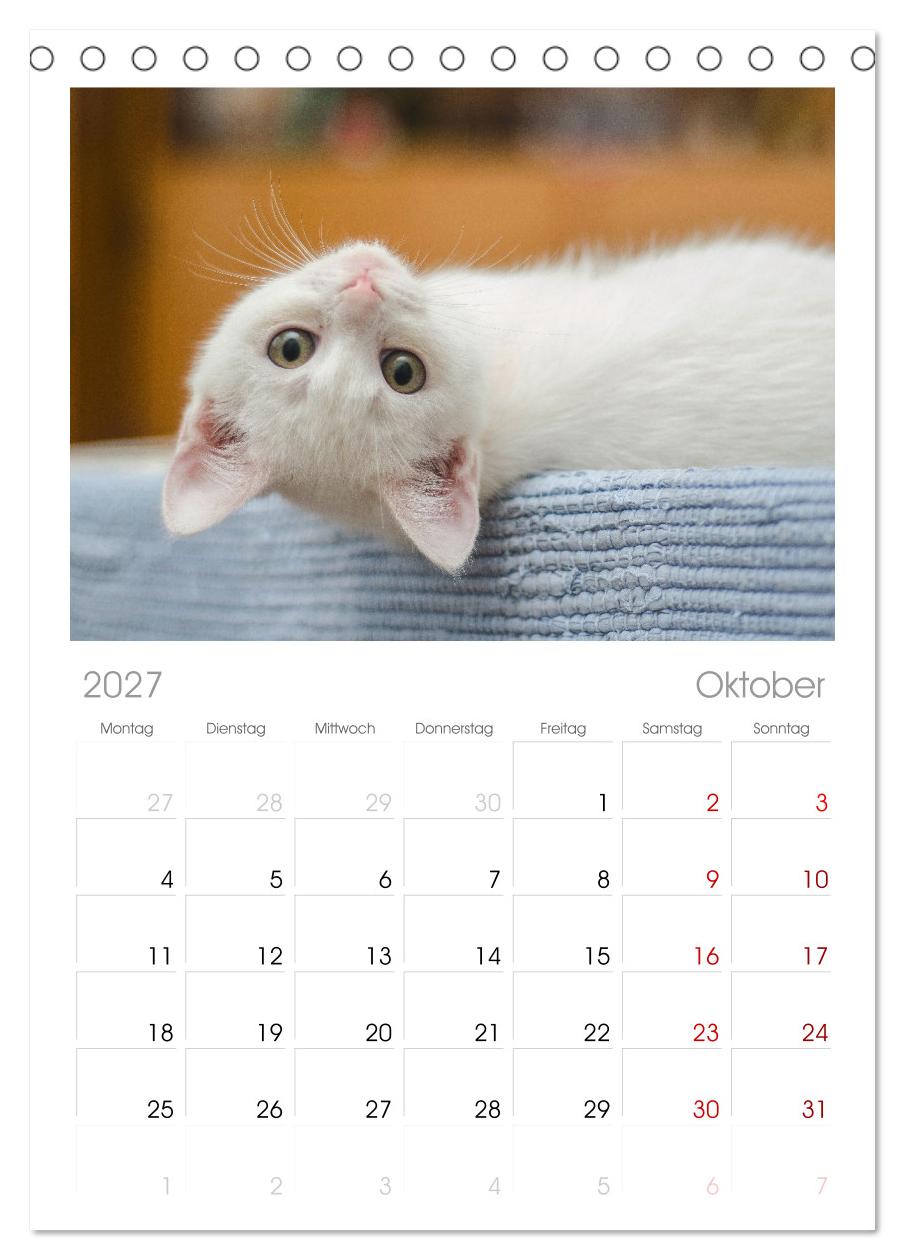 Katzenbabys