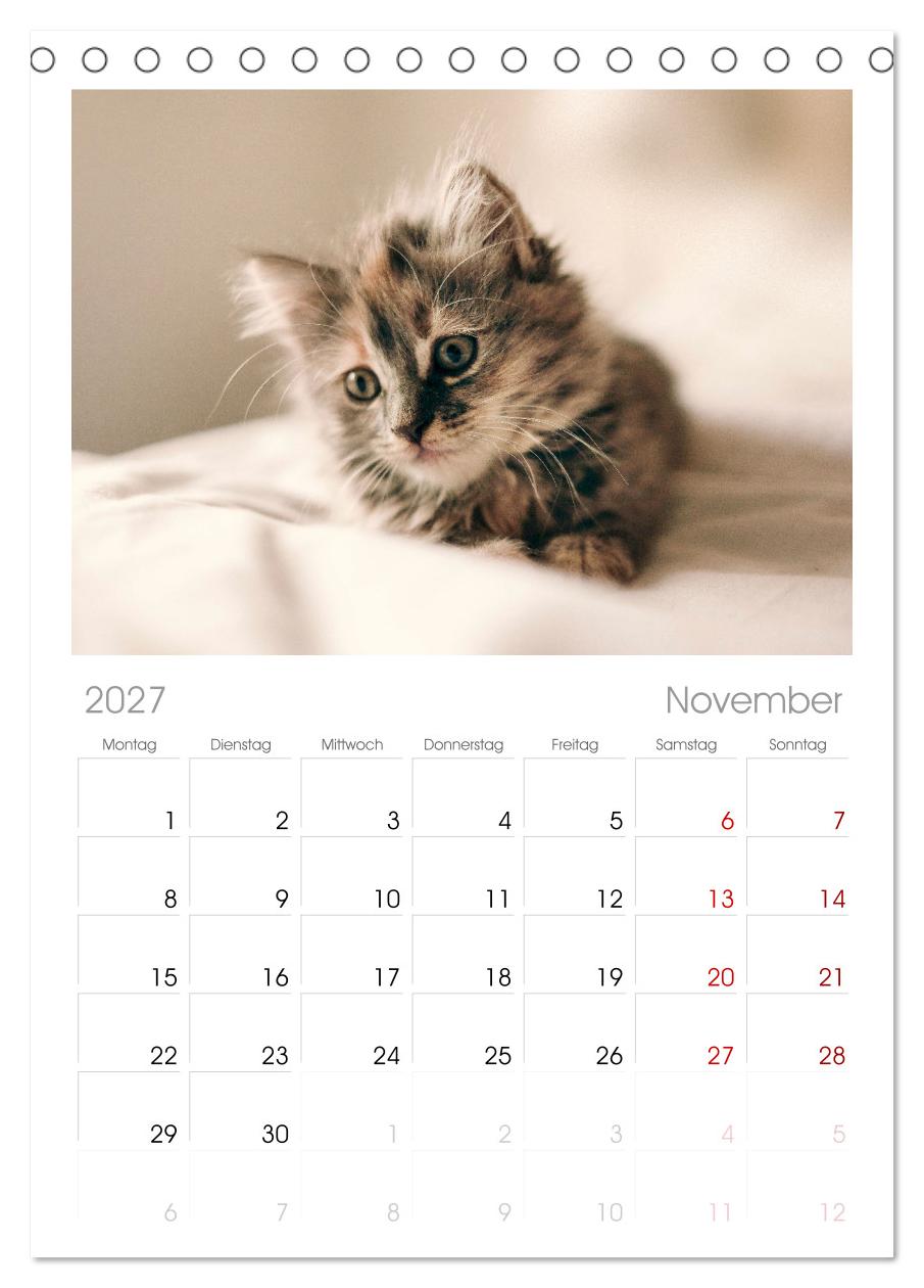 Katzenbabys