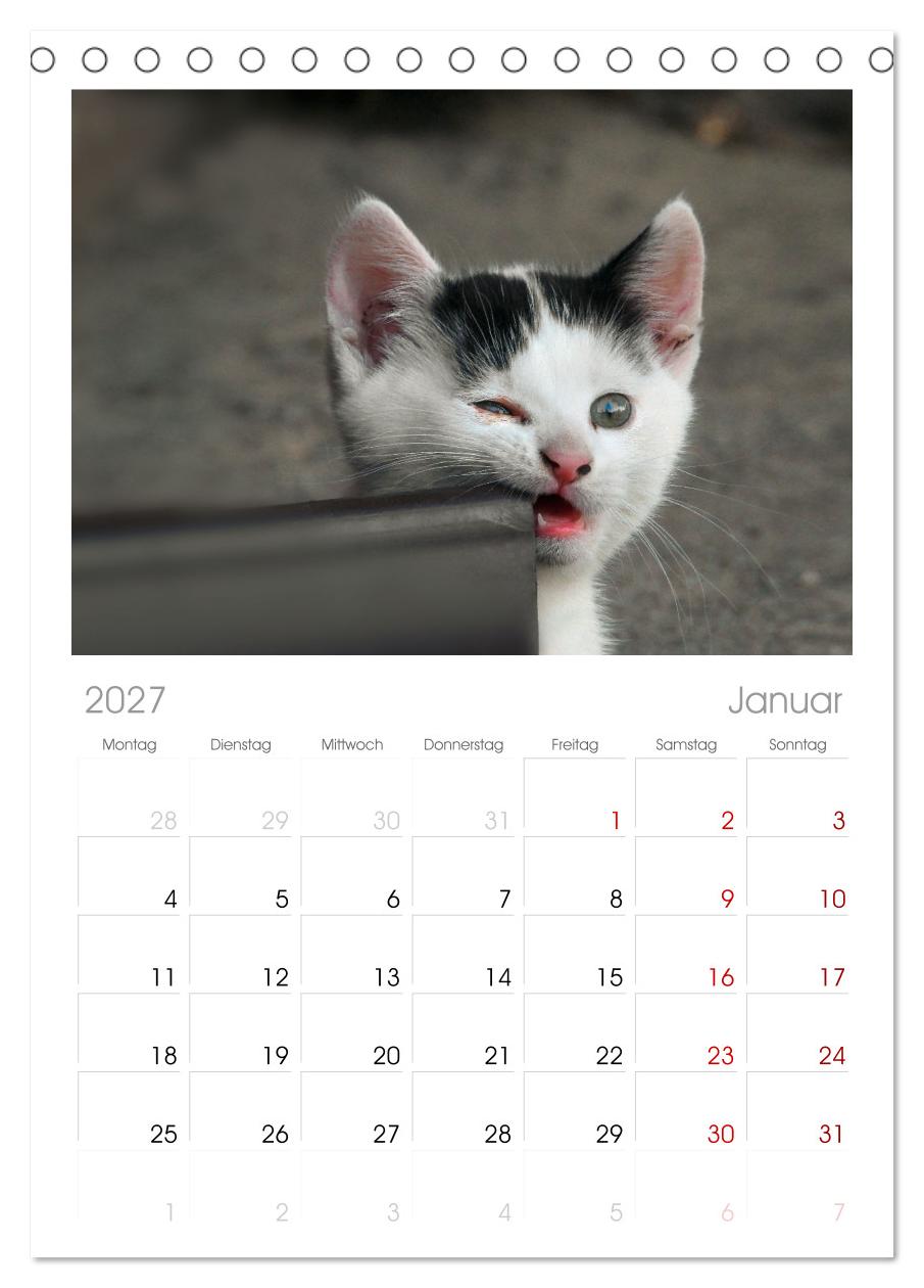 Katzenbabys