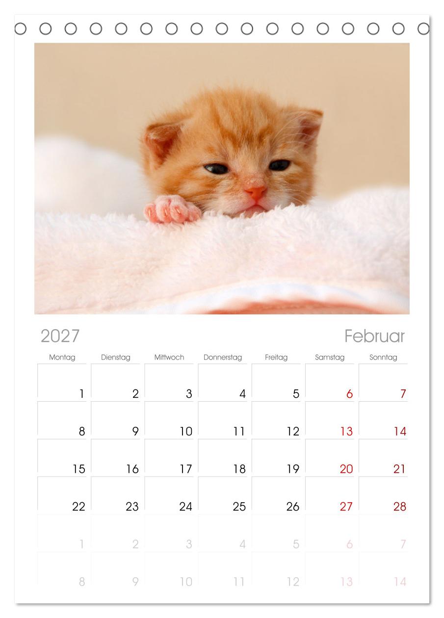 Katzenbabys