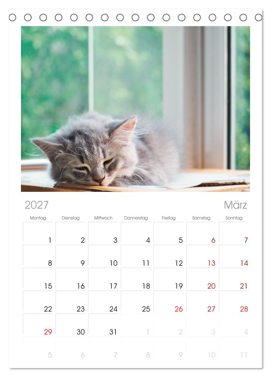 Katzenbabys