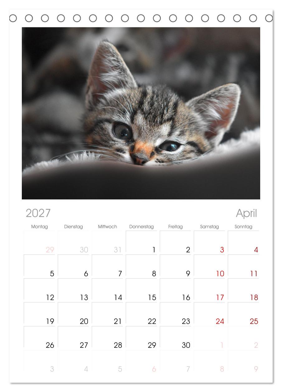 Katzenbabys