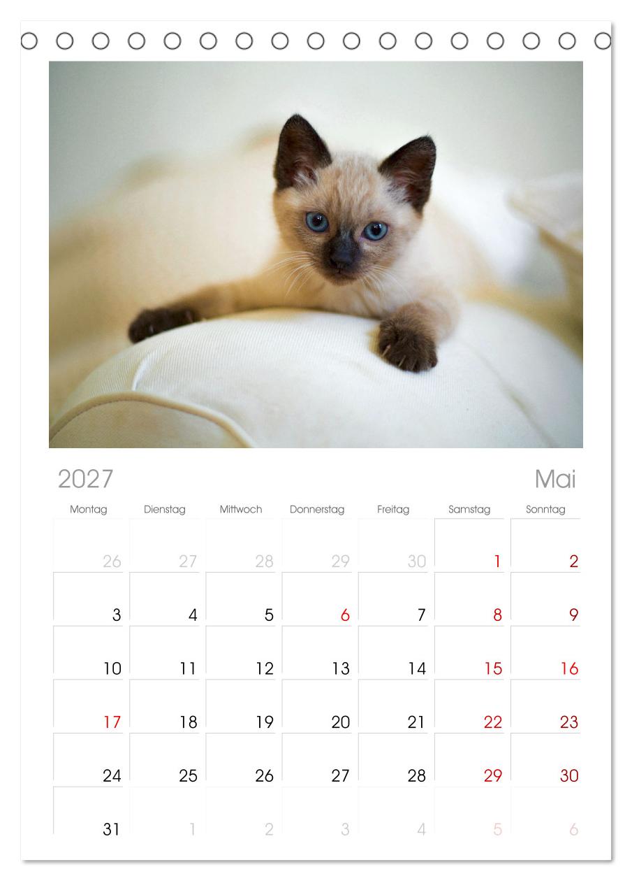 Katzenbabys