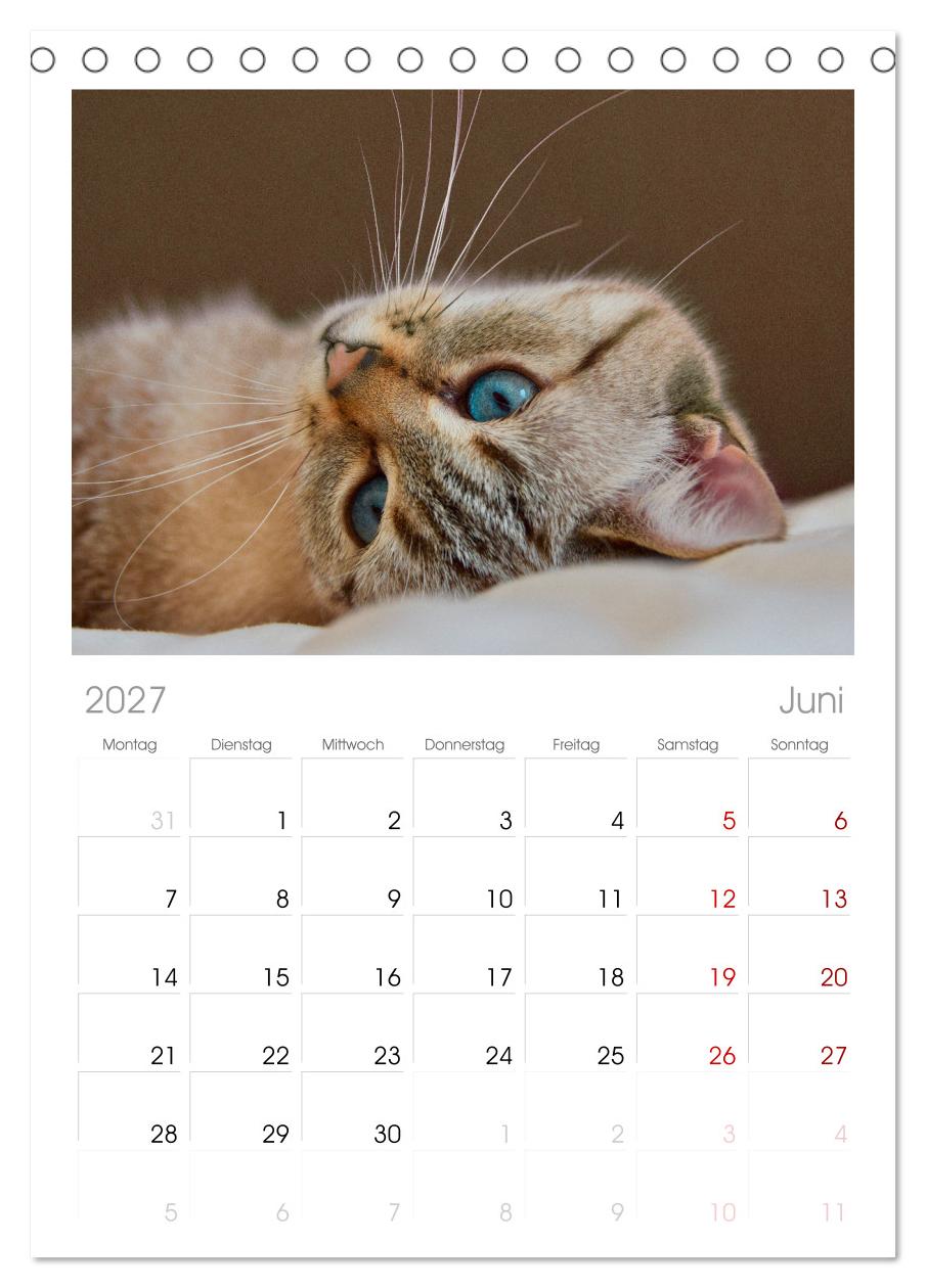 Katzenbabys