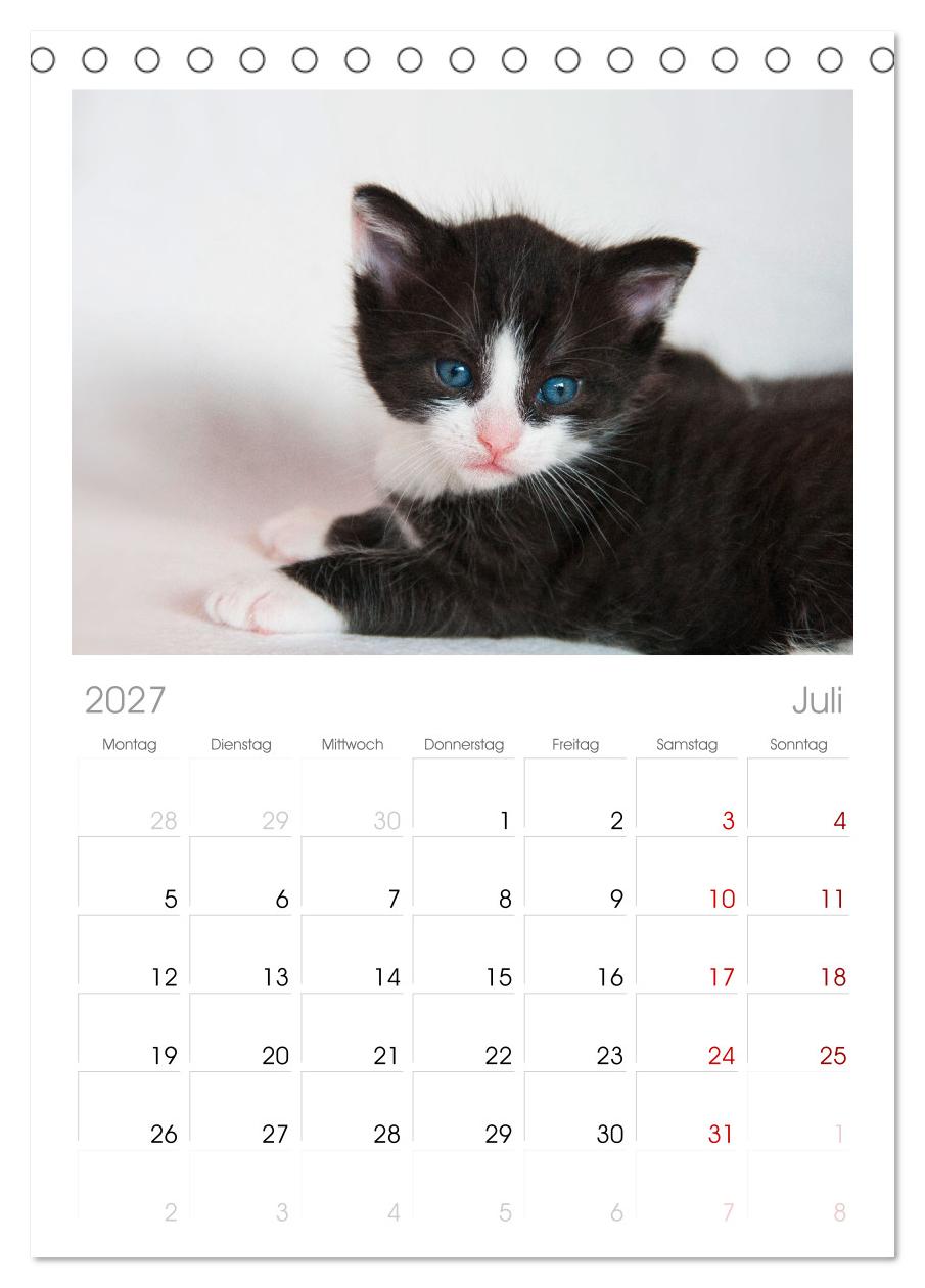 Katzenbabys