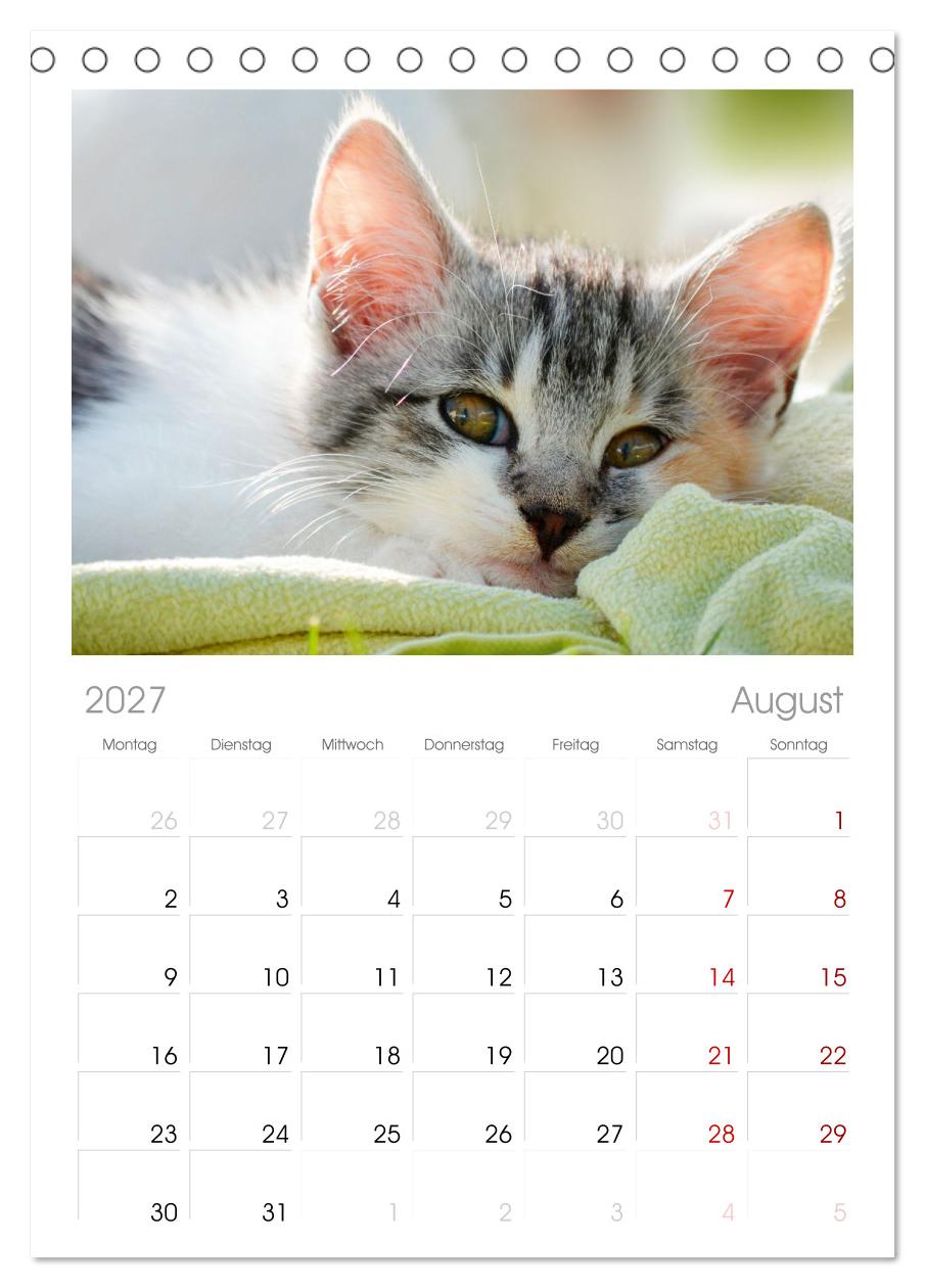 Katzenbabys