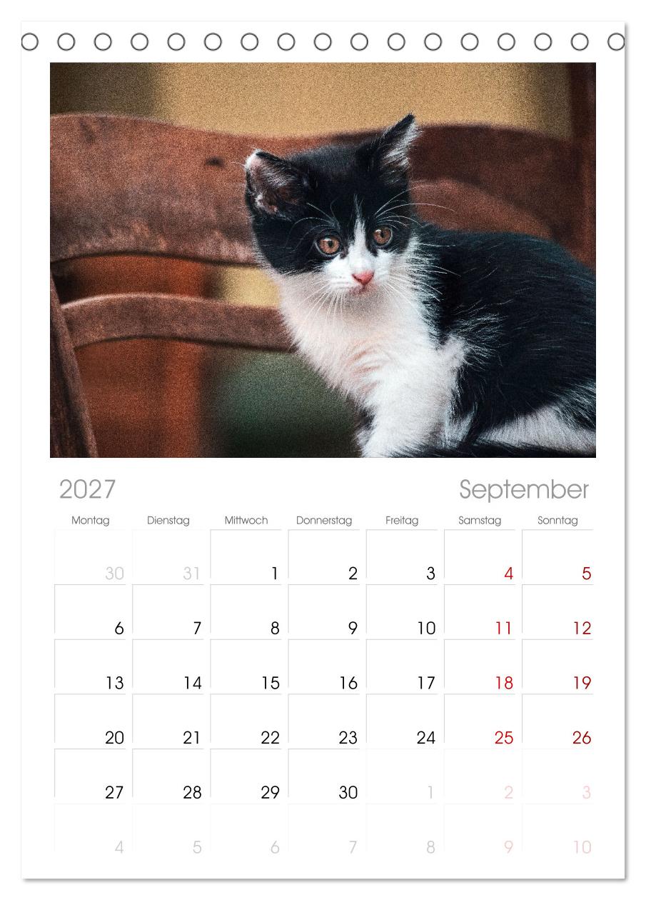 Katzenbabys