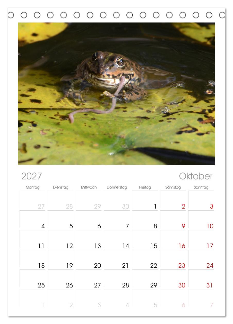 Frosch Karl, Hans und Max im Einklang der Natur