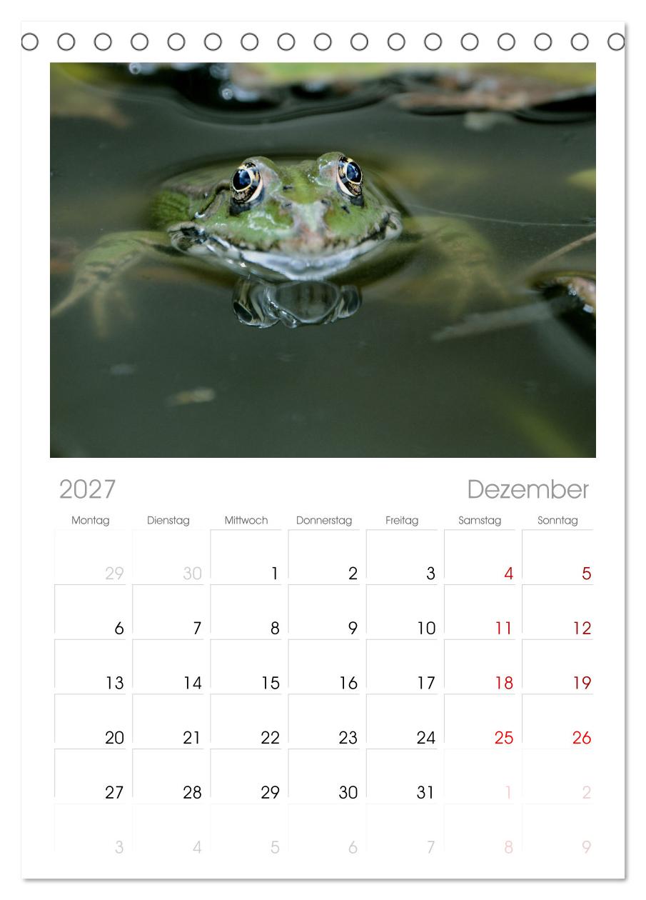 Frosch Karl, Hans und Max im Einklang der Natur