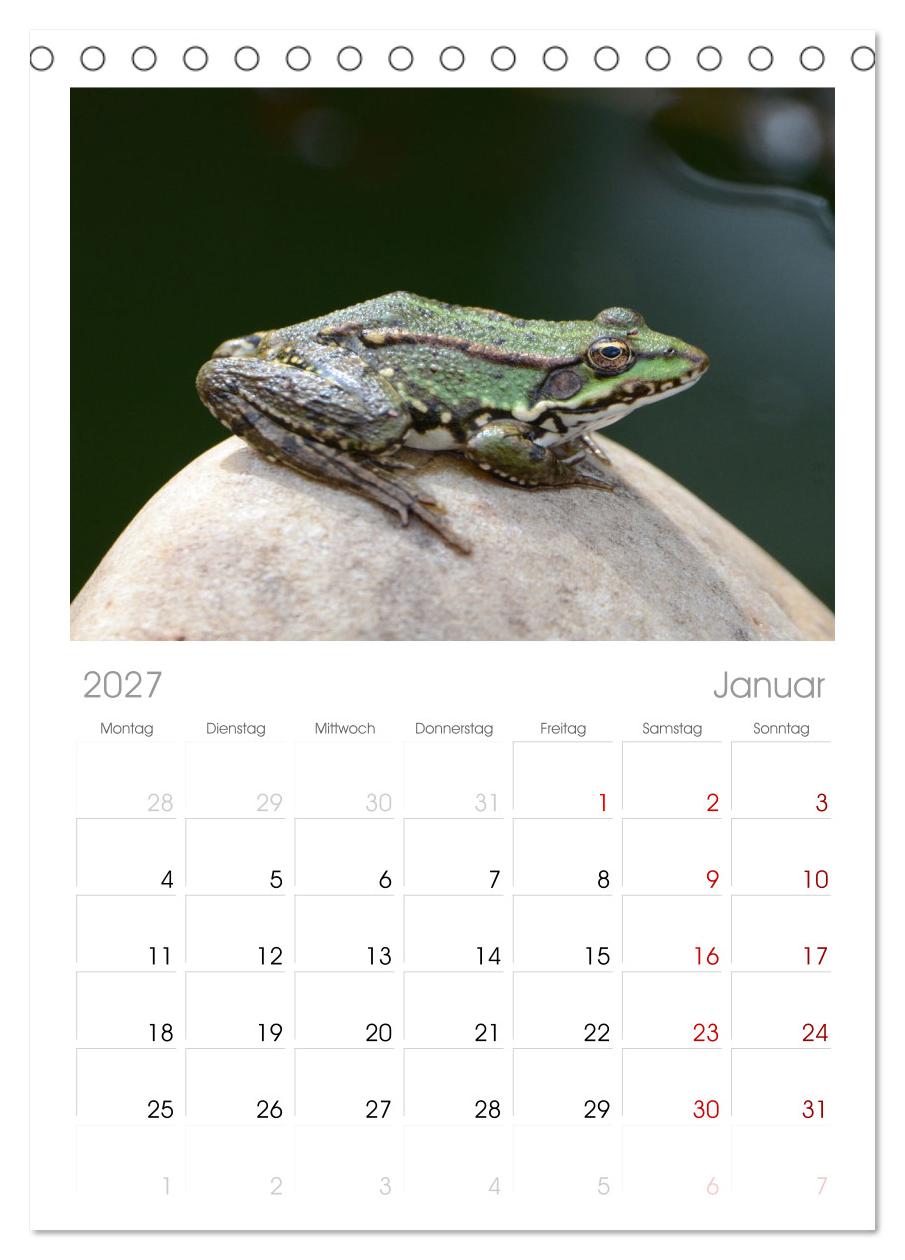 Frosch Karl, Hans und Max im Einklang der Natur