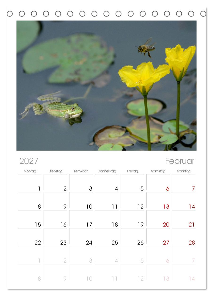 Frosch Karl, Hans und Max im Einklang der Natur