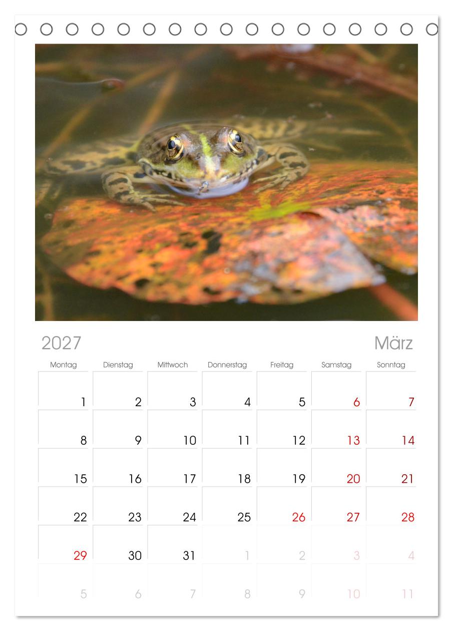 Frosch Karl, Hans und Max im Einklang der Natur