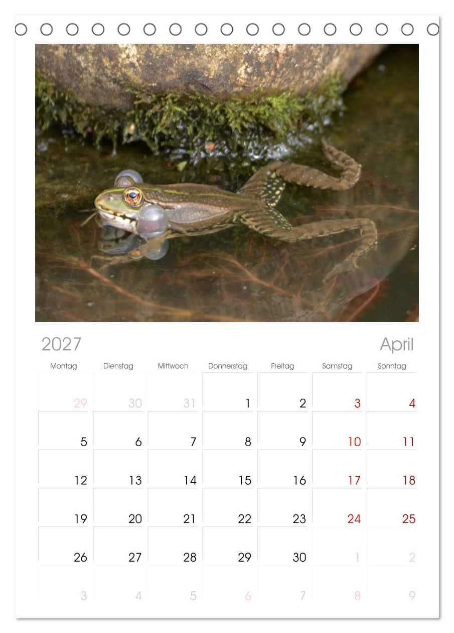Frosch Karl, Hans und Max im Einklang der Natur