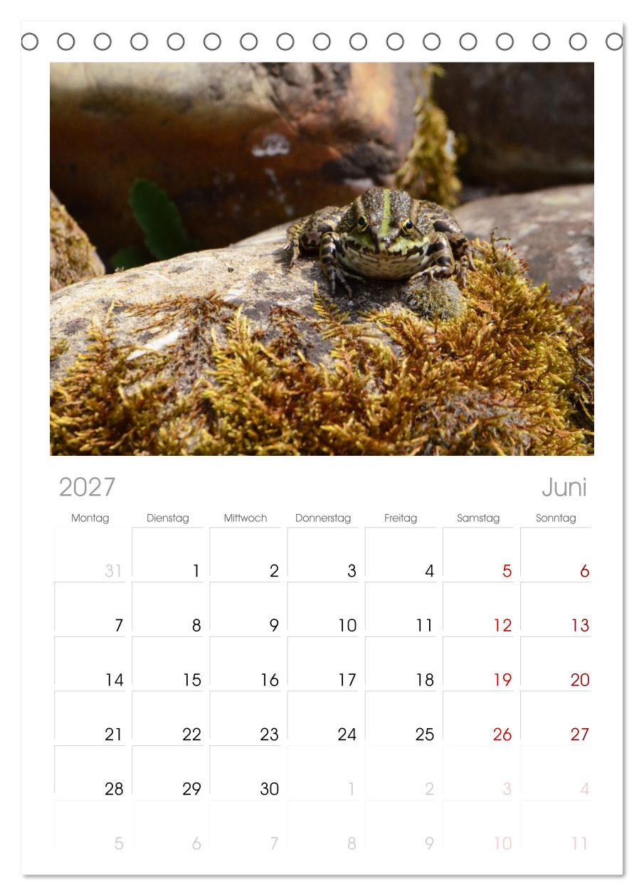Frosch Karl, Hans und Max im Einklang der Natur