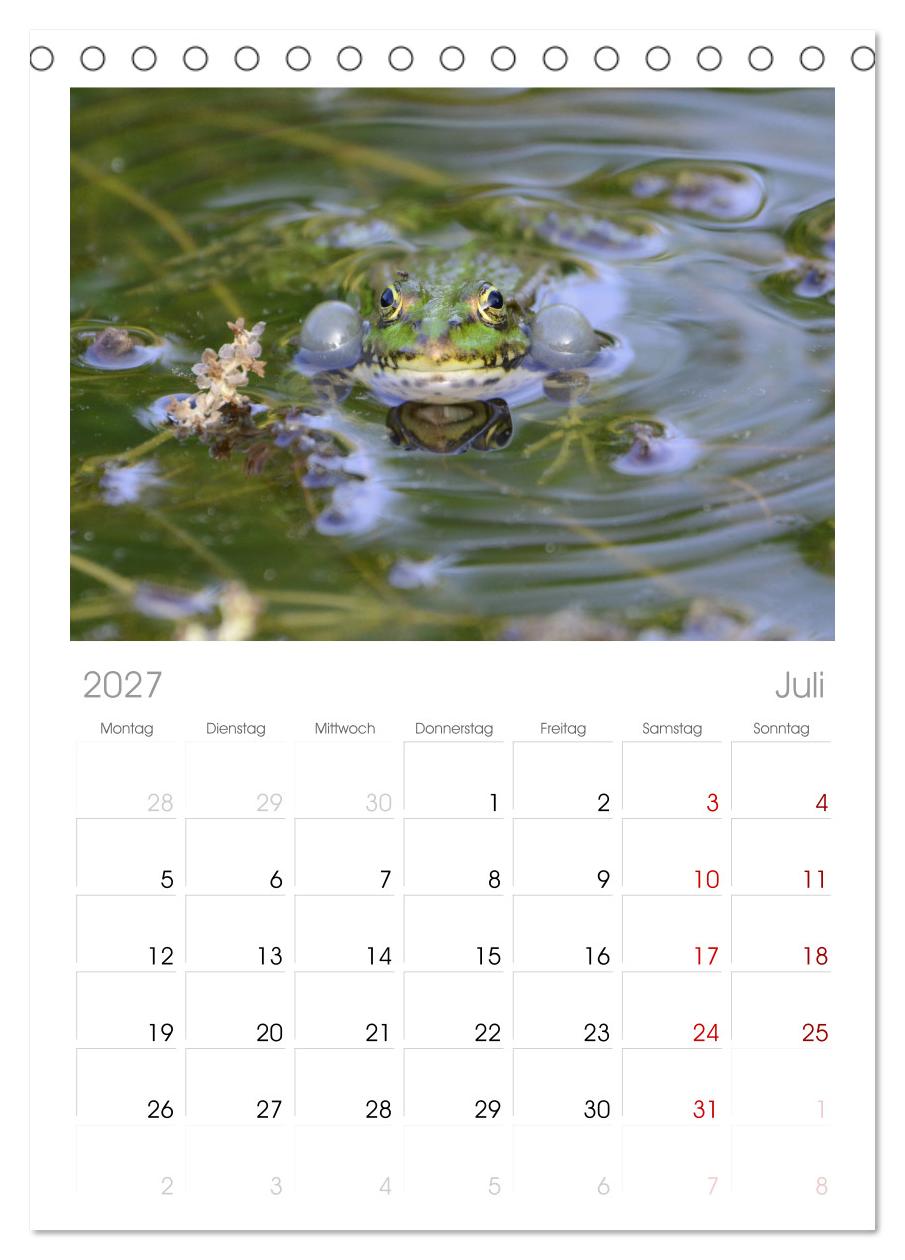 Frosch Karl, Hans und Max im Einklang der Natur