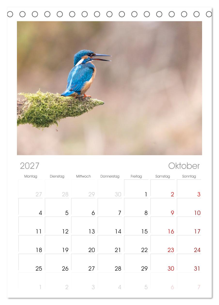 Der blaue Diamant - Fotos vom Eisvogel